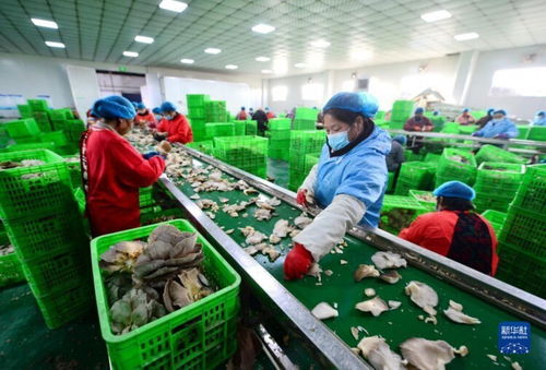 河北邯鄲 食用菌產業賦能鄉村振興，食用農產品零售煥發新生機